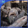 Frozen Yellowfin tuna fish G&G 40kg UP NEW TUNA Ultralow freeze